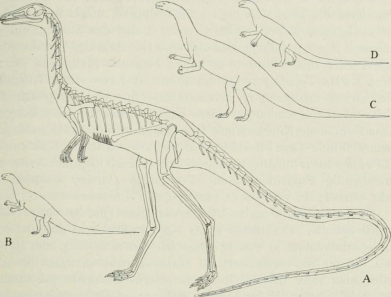 Reconstructing an early dinosaur brain sheds light on diet and behavior.