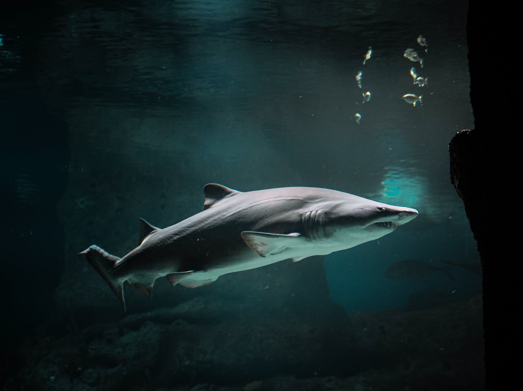 Simply banning shark fishing has been ineffective.