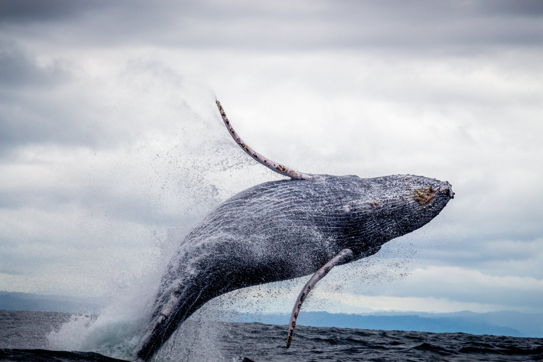 Killer whales are dying and humans are often to blame.