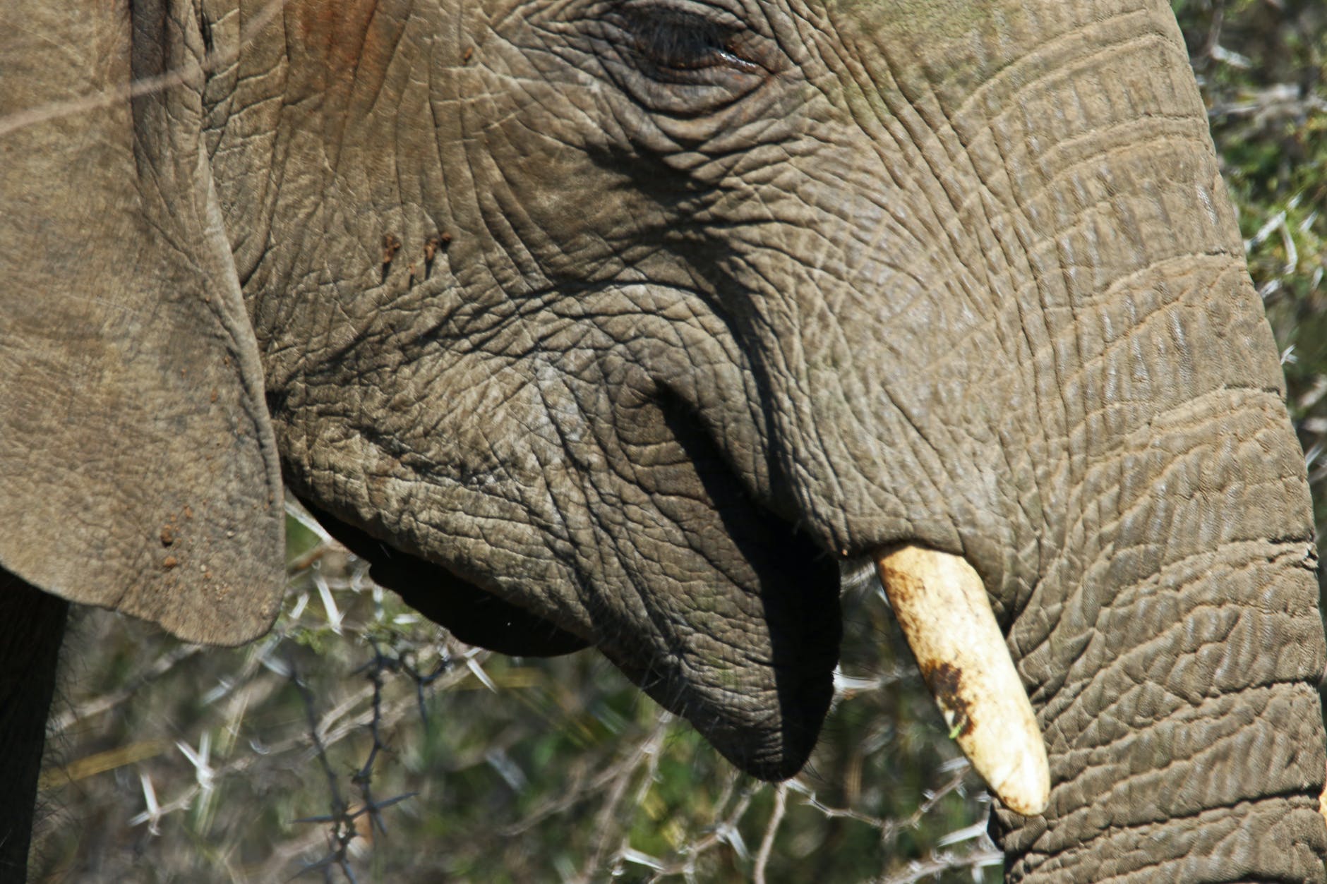 A shipwreck, lost treasure, and loads of ivory Offer glimpse of extinct elephants.