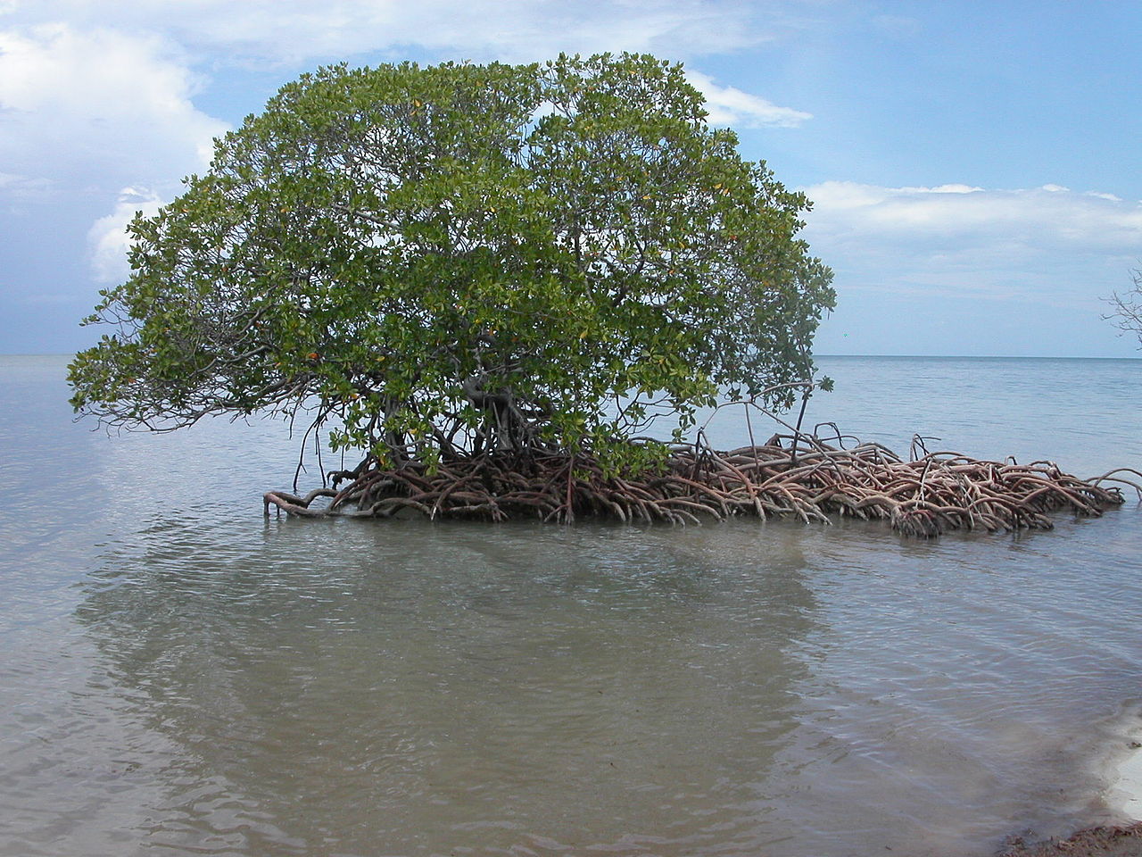 Mangrove extinction devastated ancient Oman.