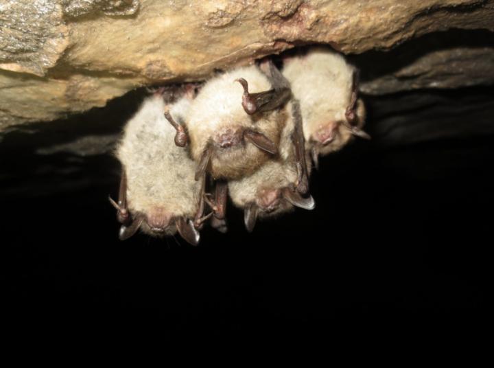 Habitat preferences are killing bats during hibernation.