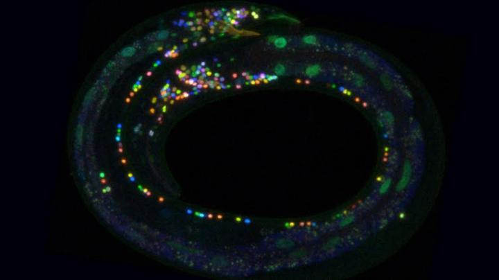 Researchers produce Technicolor map of brain connections.