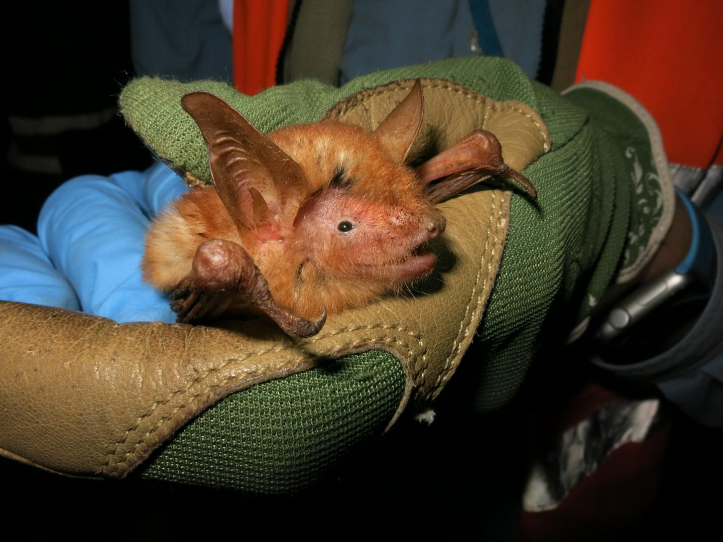 Brand new species of orange bat discovered.