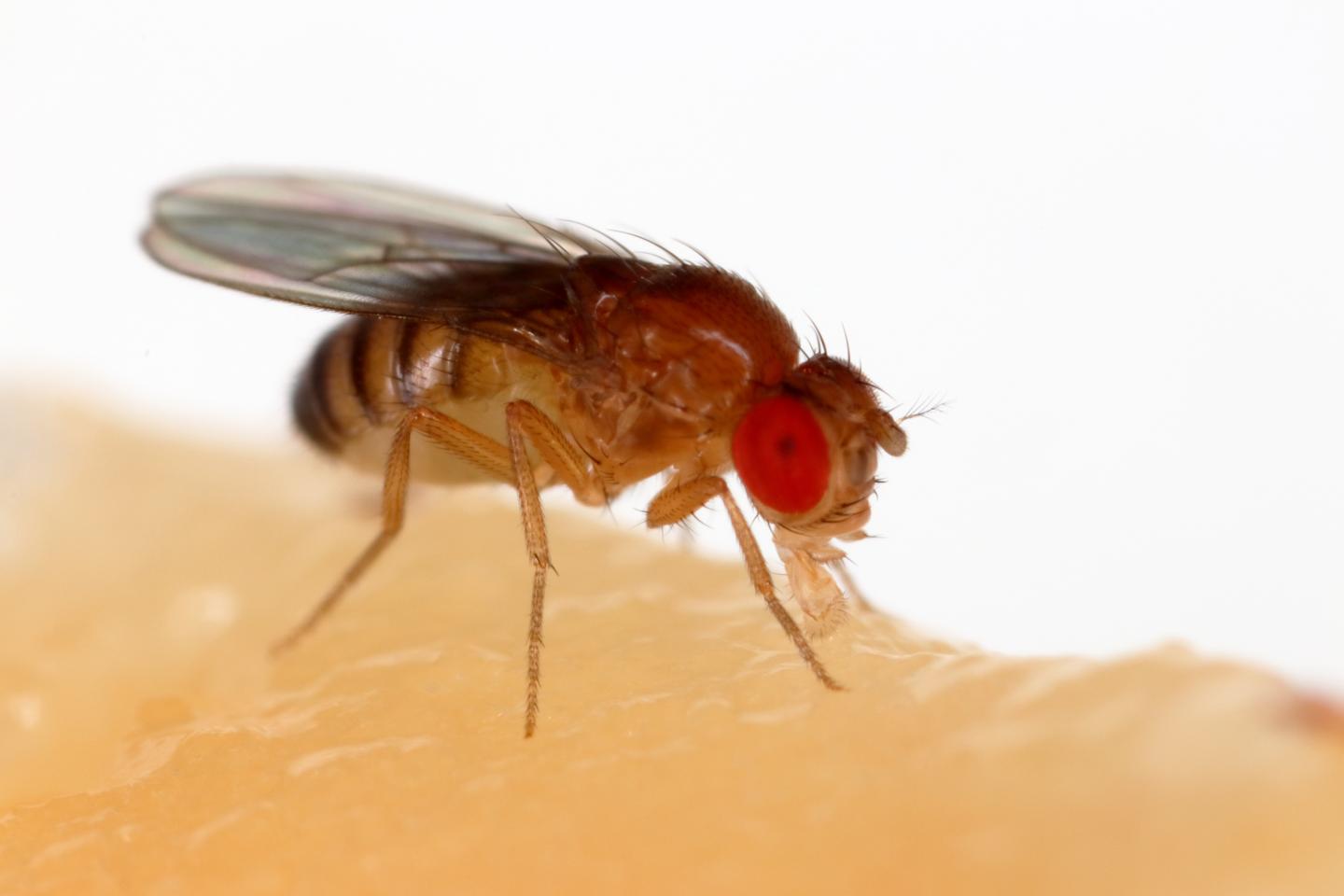 More food options for fruit flies leads to earlier death.