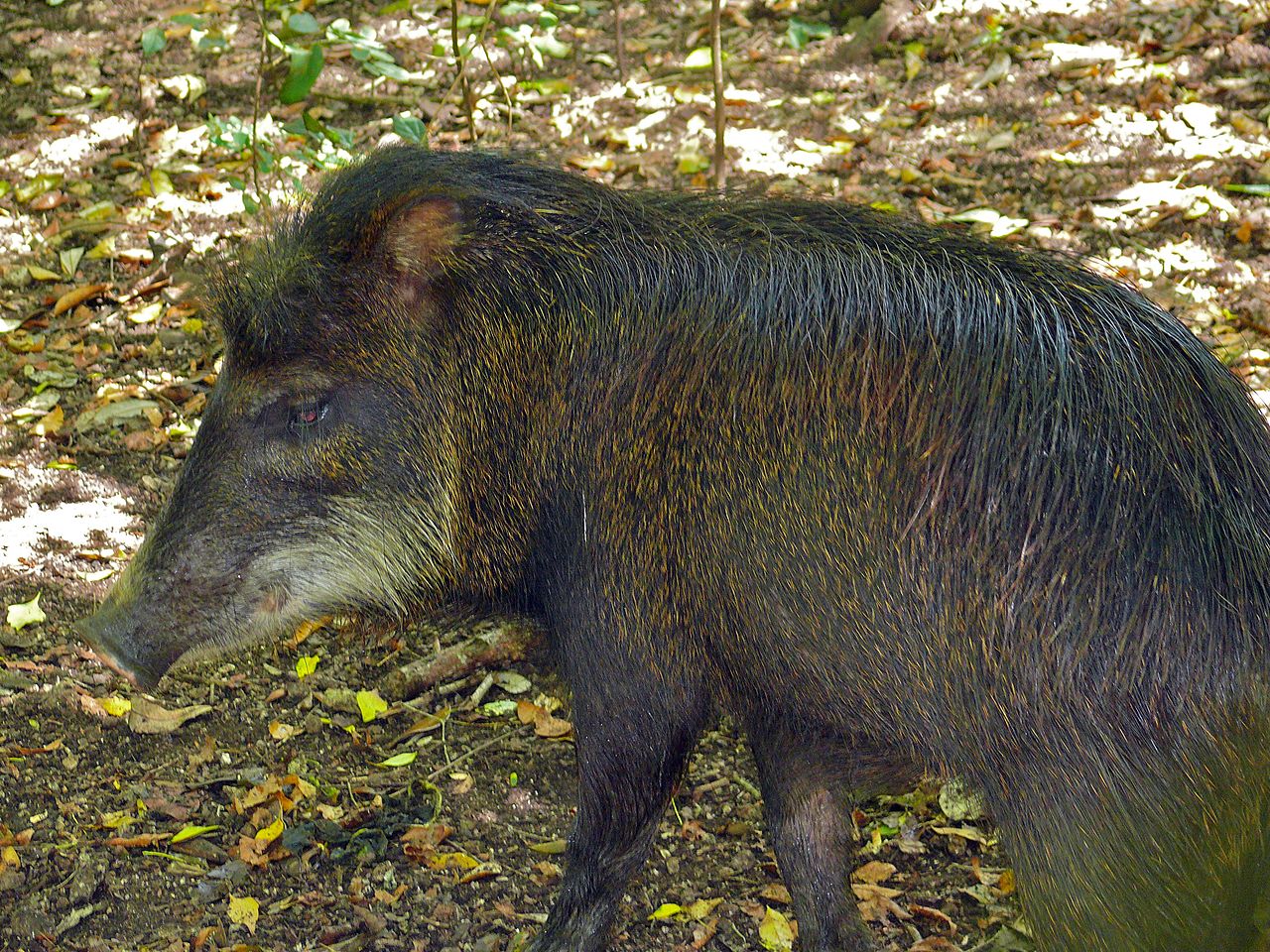 Large mammals play essential roles in rainforests.