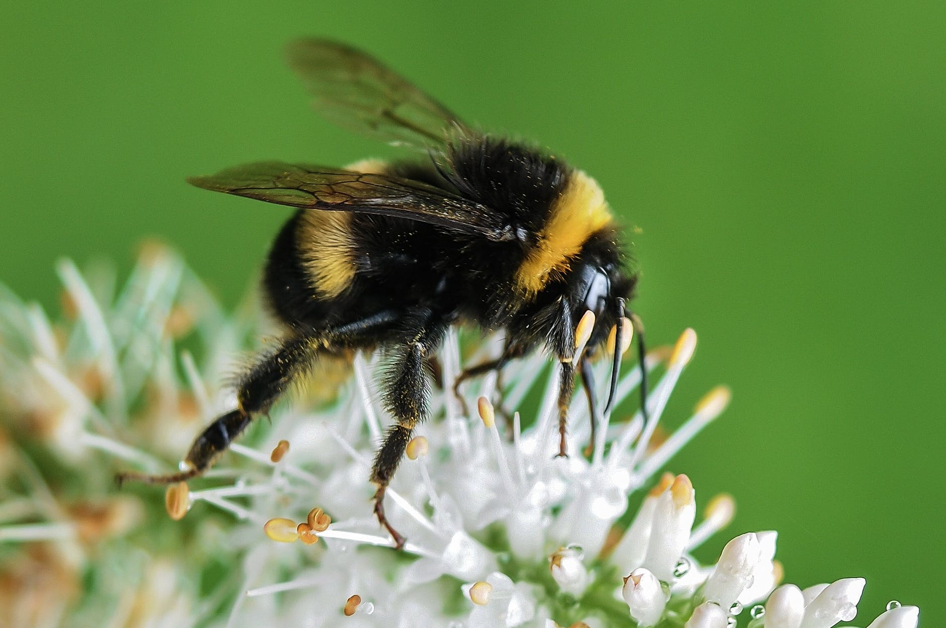 For bumblebees, finding the best flowers is anything but random.