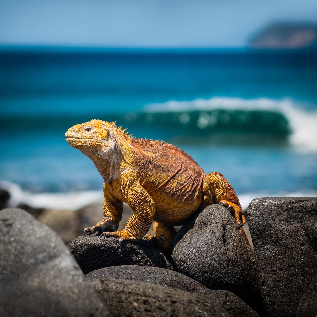 orange iguana standing on rocks
