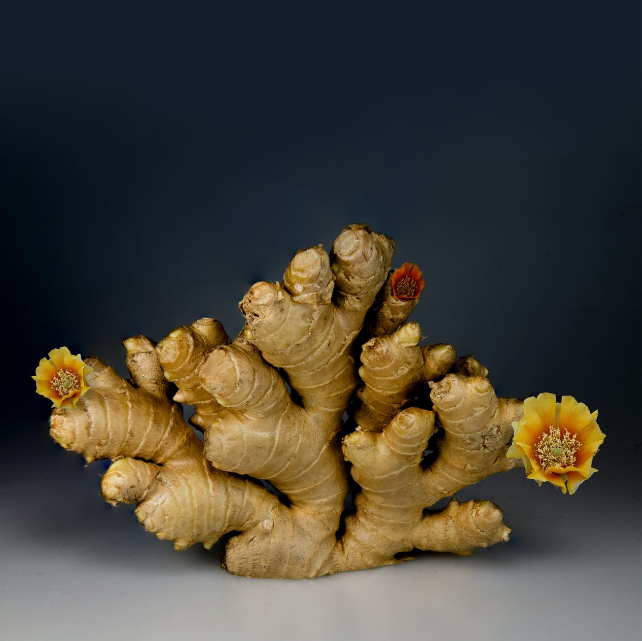 Ginger shows some effectiveness against autoimmune diseases.