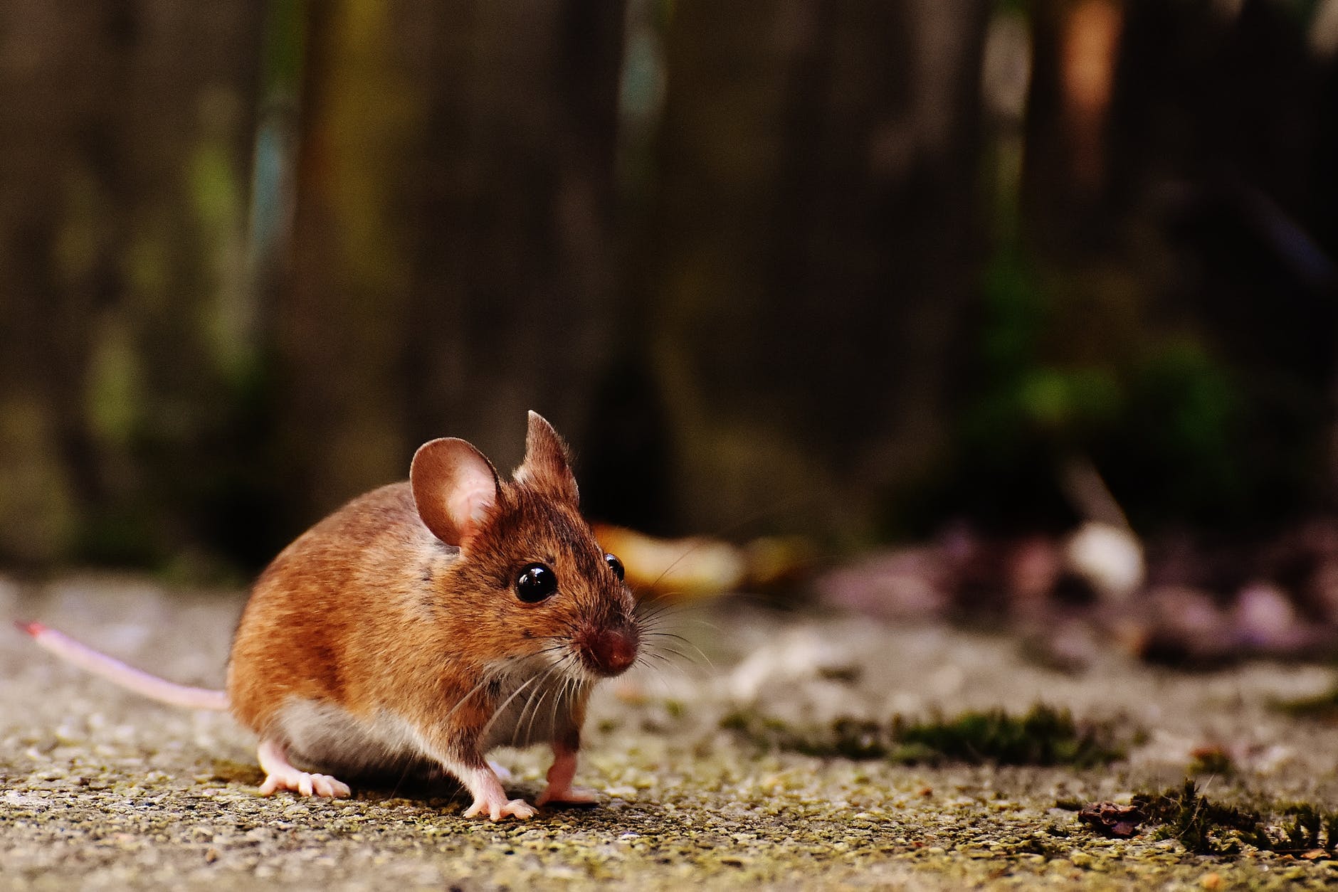 Breathing low-oxygen air slows Parkinson’s progression in mice