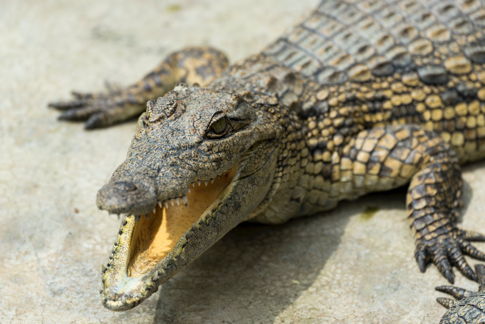 Punctuated equilibrium responsible for crocodiles’ slow evolution, study.