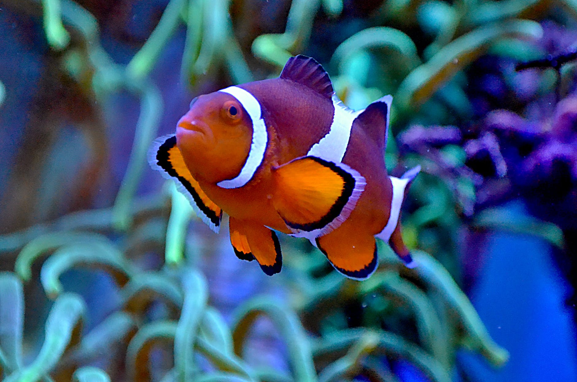 Clownfish larvae in coral reefs disperse differently by season.