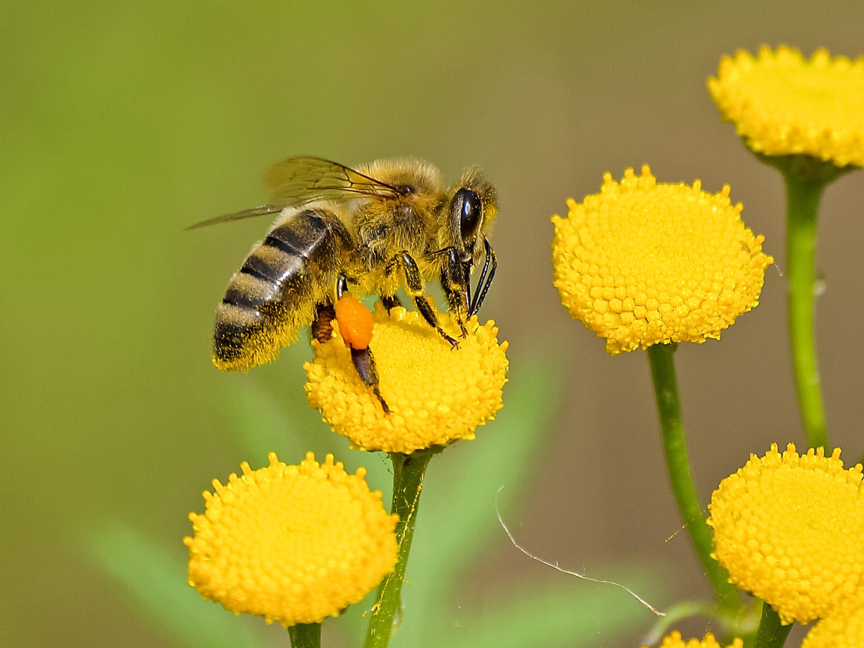As the climate changes, bees are struggling.