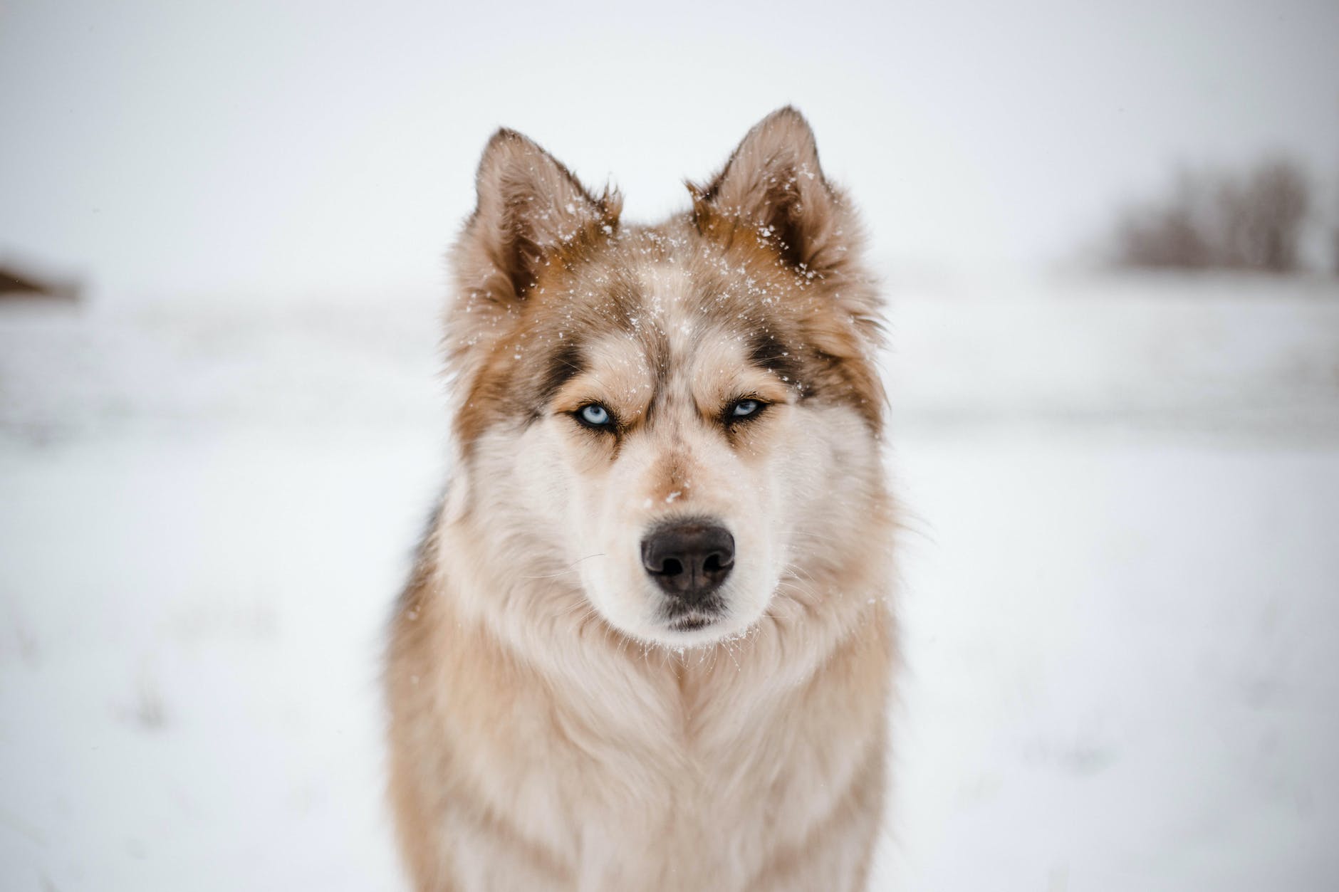 Feeding leftovers to wolves may have led to dog domestication.