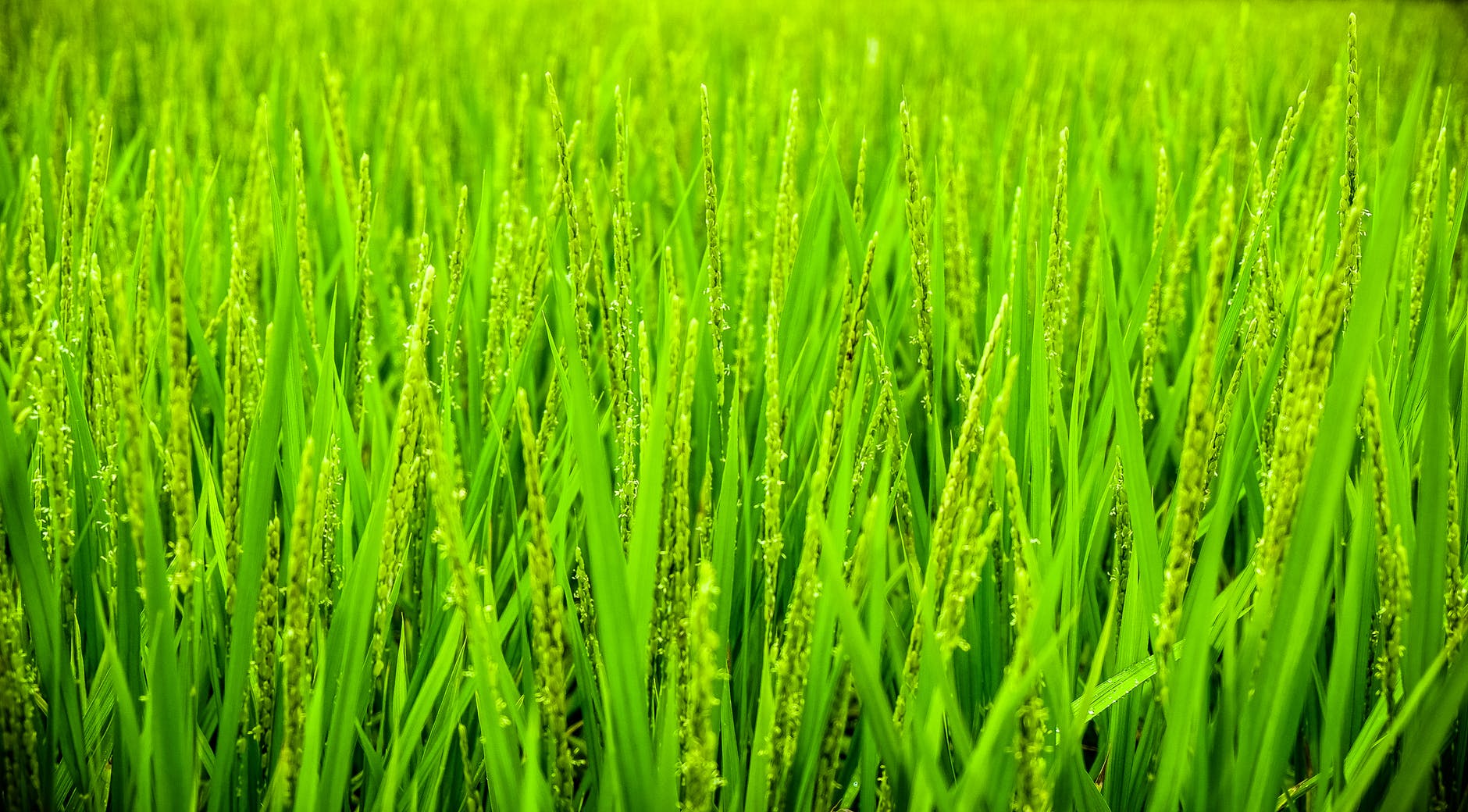 Fungi boost plants’ immune systems against aphids.