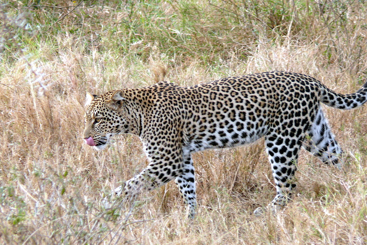 African leopards possess exceptional genetic diversity.