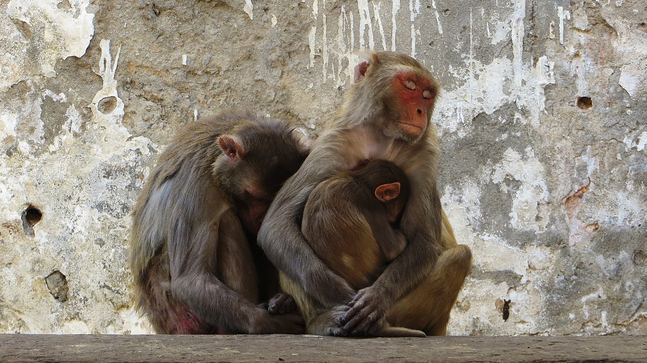 Army scientists propose non-human primate models of COVID-19 infection.