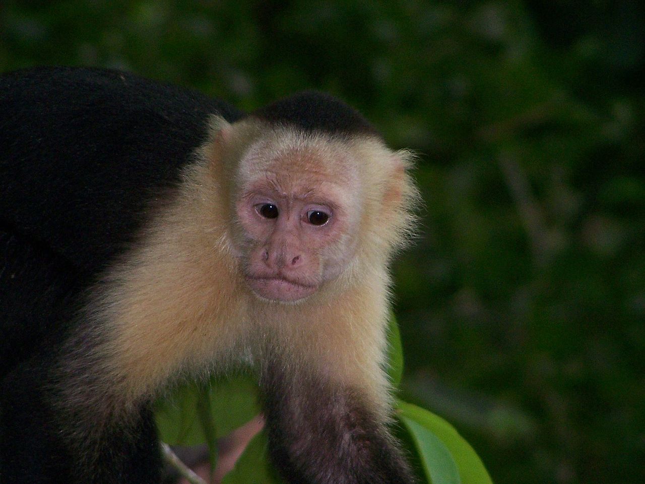 Researchers explore capuchin genes for clues to brain size and longevity.