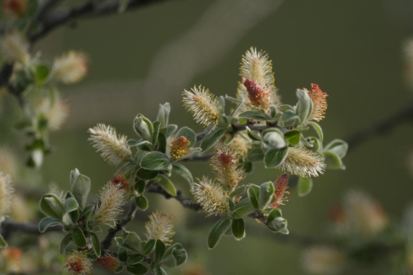 A long term study of Arctic SHRUBS leaves mystery intact.