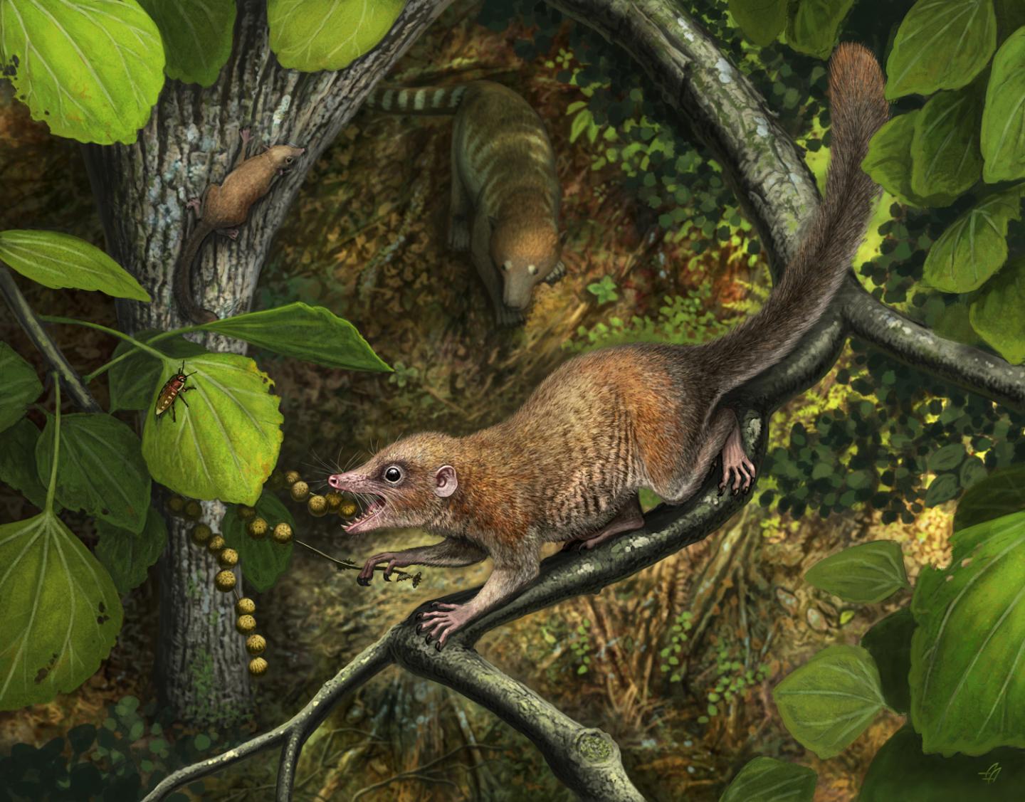 Researchers paint picture of earliest known primates.