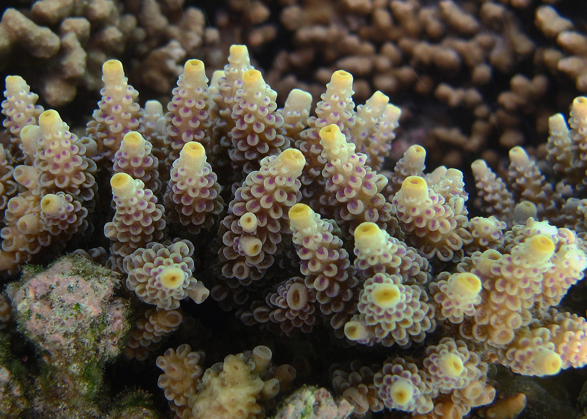 Coral color indicates resilience to harsh conditions.