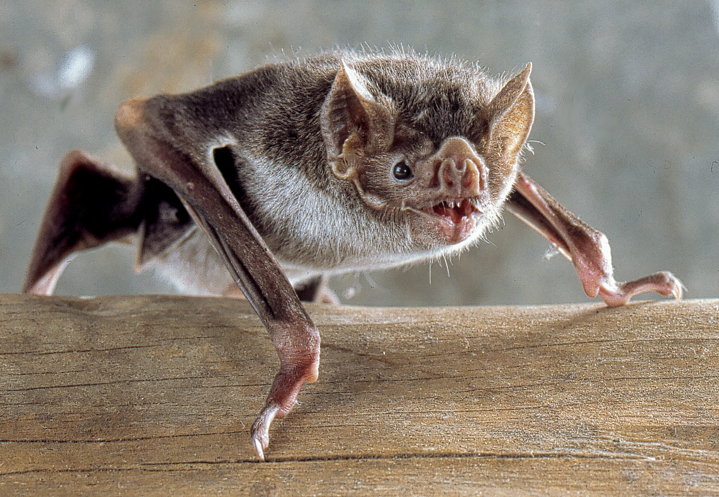 Orphan vampire bat babies adopted by other females.