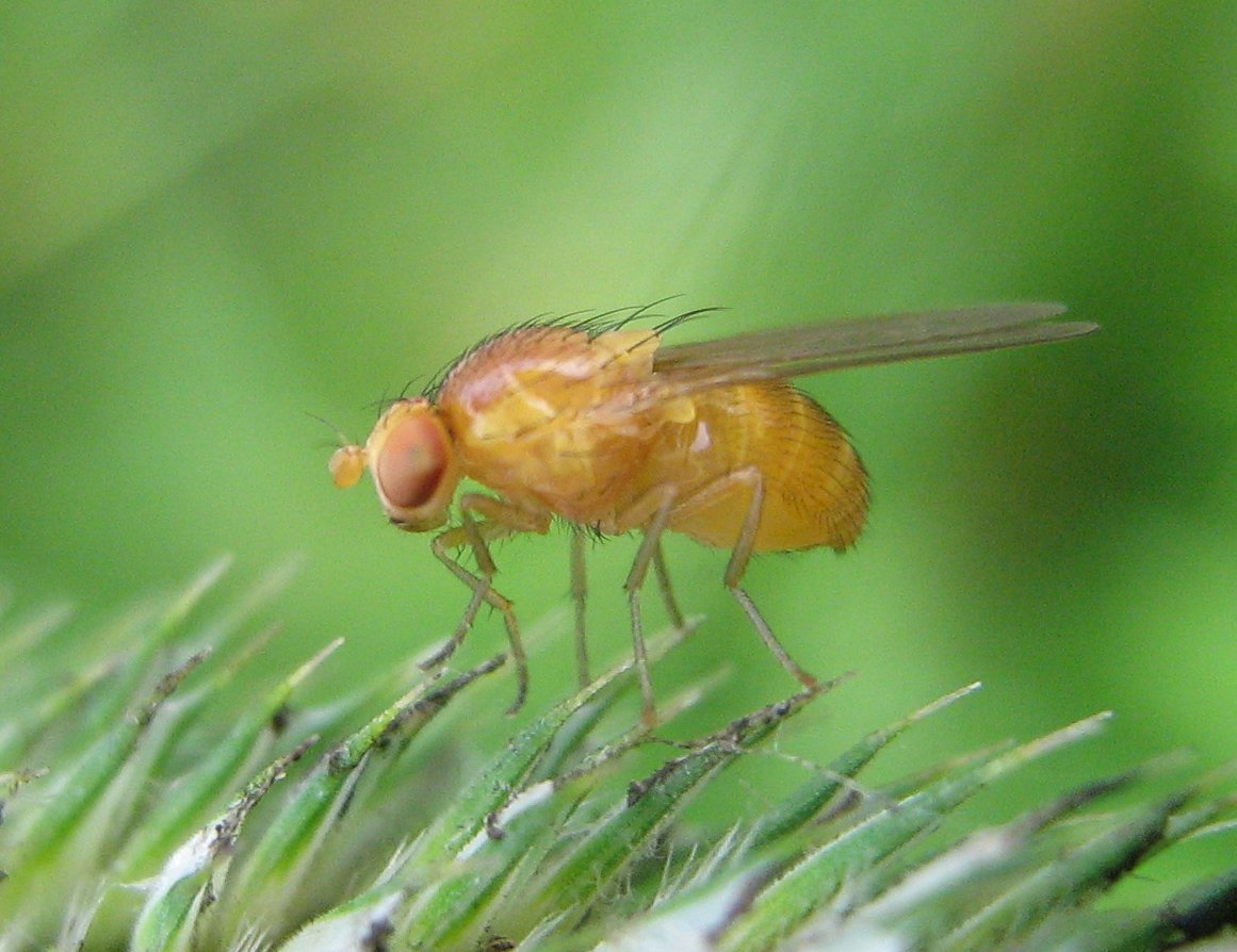 Rapid evolution can help animals adapt to invasive species.