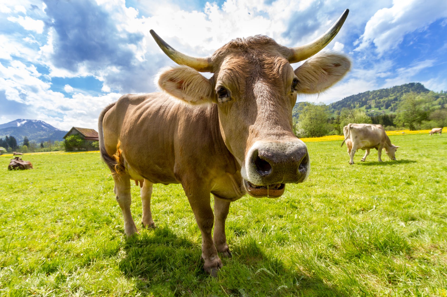 Proposed plan can make some farm animals carbon neutral.