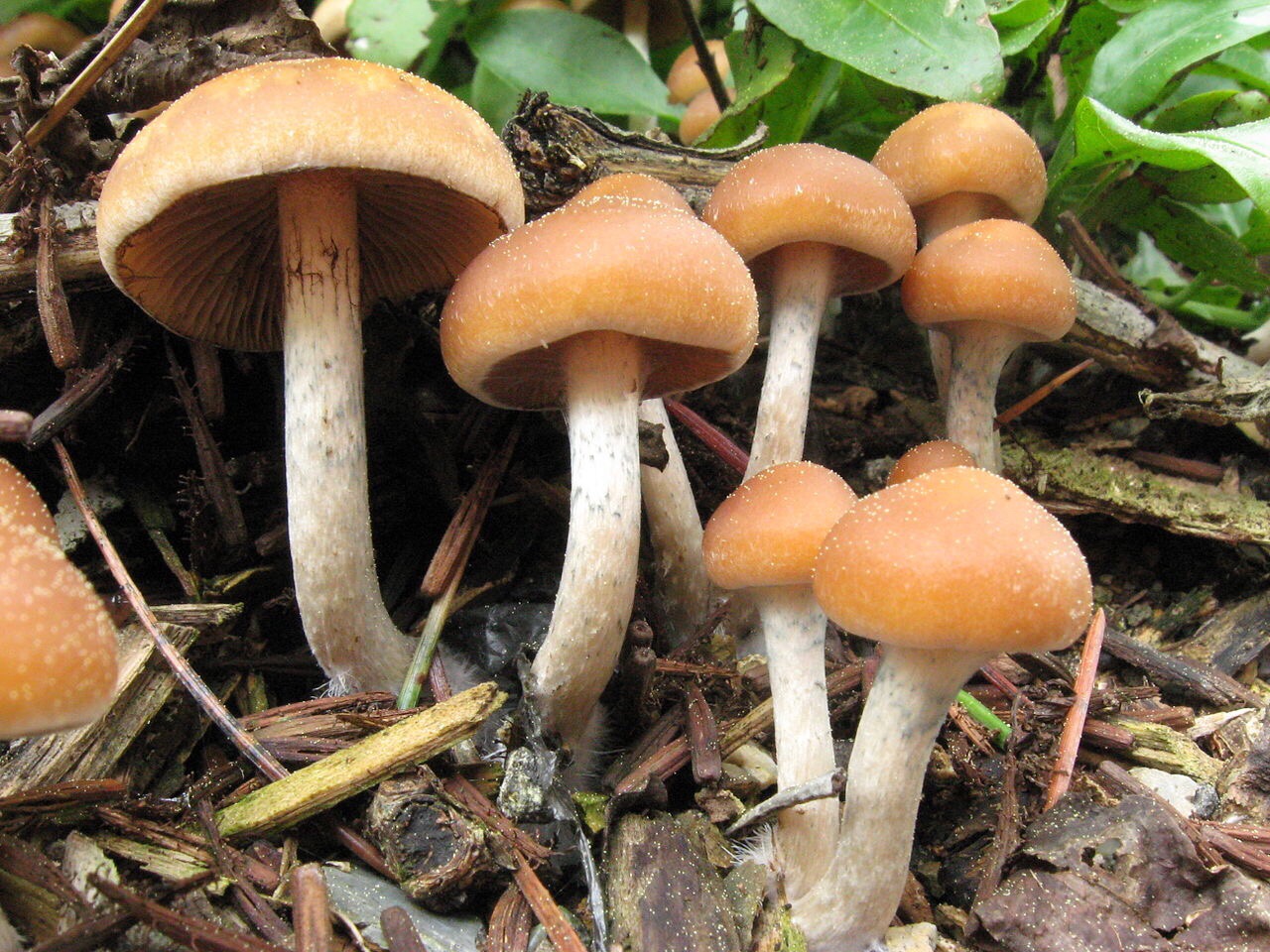 The Daily Dose: Ancient human brain cells produced in lab; DIY Magic Mushrooms.