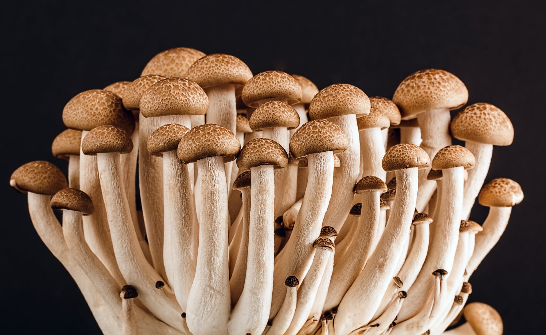 Adding mushrooms to your meal makes it more nutritious.