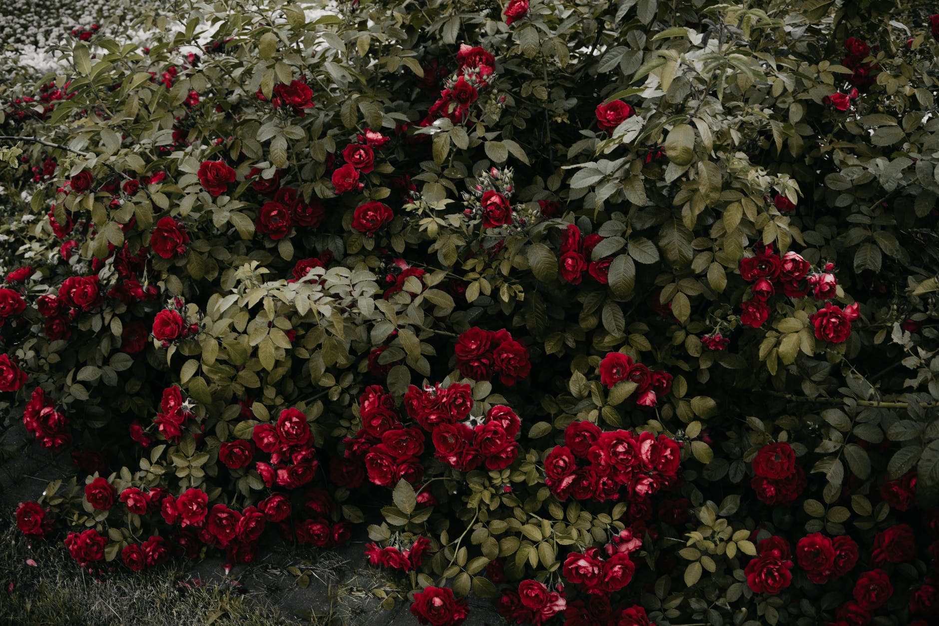 Gene responsible for some immunity in plants located.