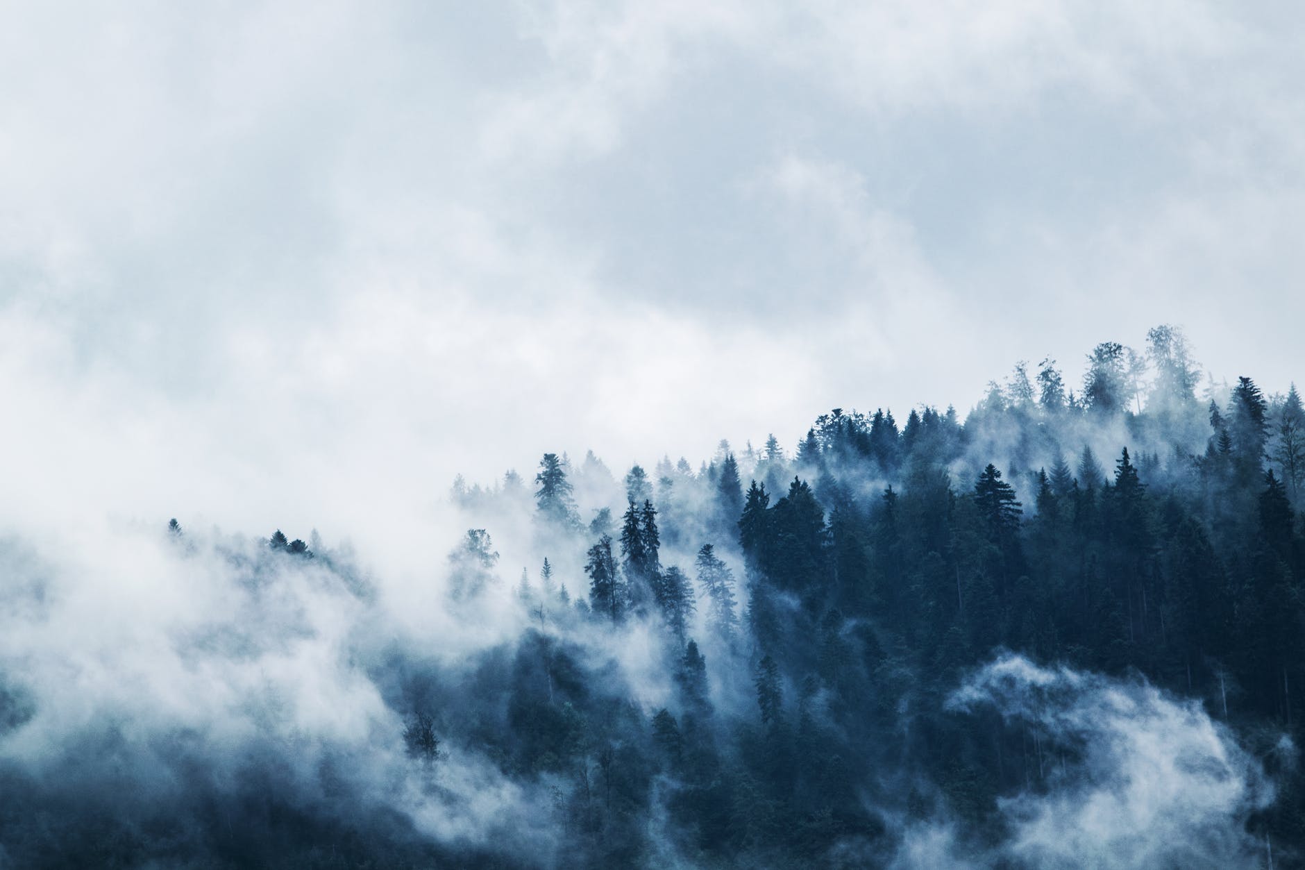 New laser scanners can build 3D models of forests.
