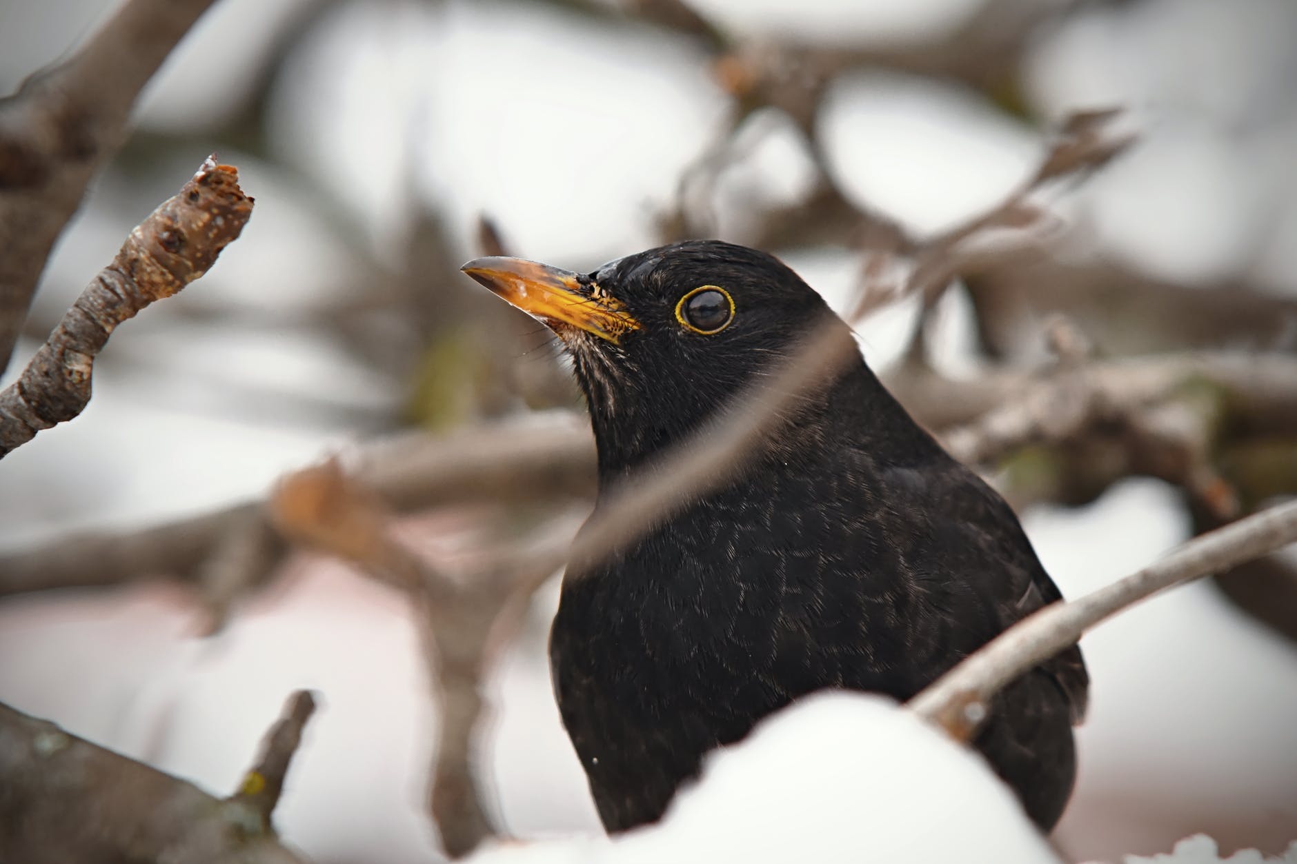 Wintering birds can serve as an indicator for changing climate conditions.