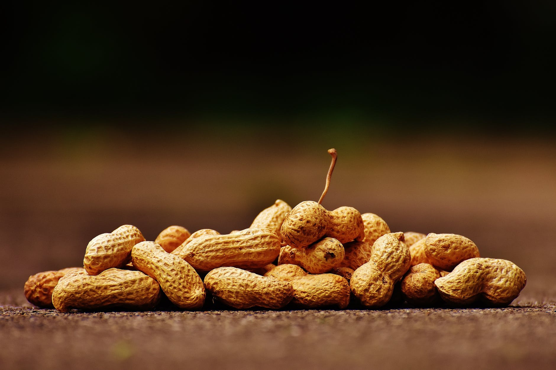 Adults with peanut allergies more common than thought.