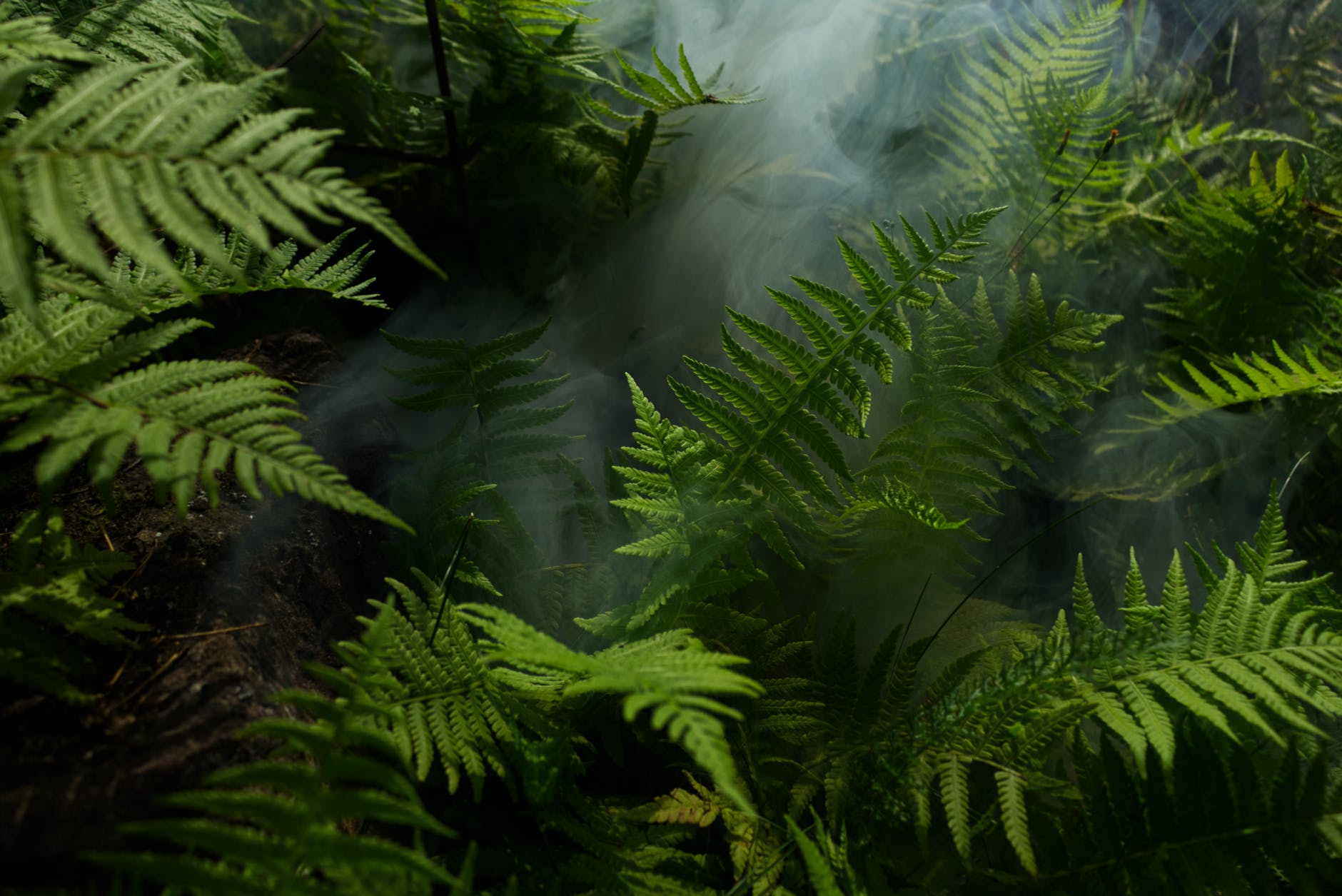photo of fern plants