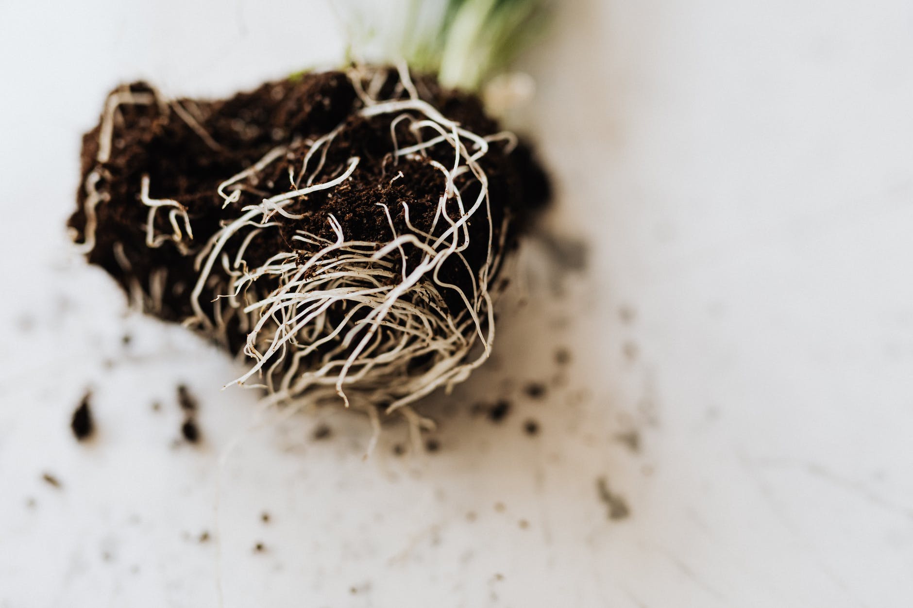 Plants may be able to control their symbionts’ genetics.
