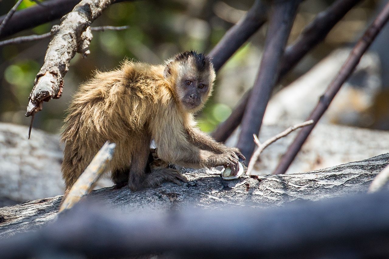 Monkey behavior can be determined by examining their tools.
