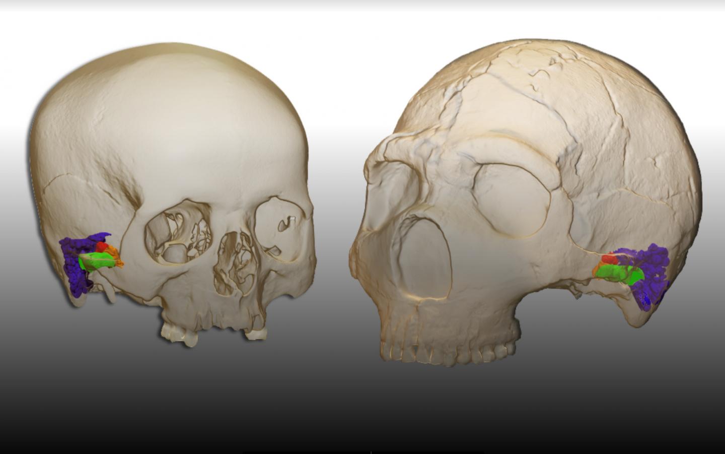Neandertals capable of ‘human’ speech, study.