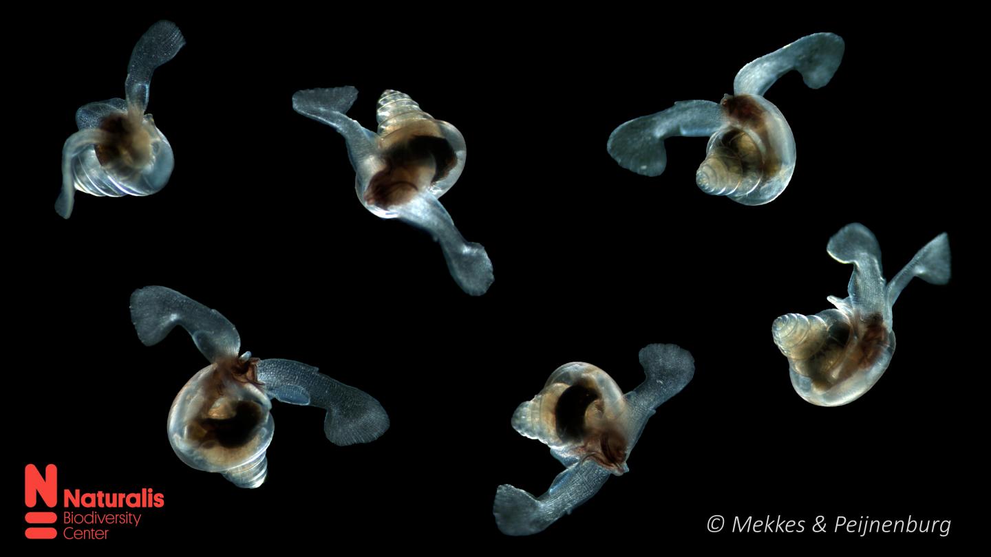 Sea butterflies struggling in acidic oceans.