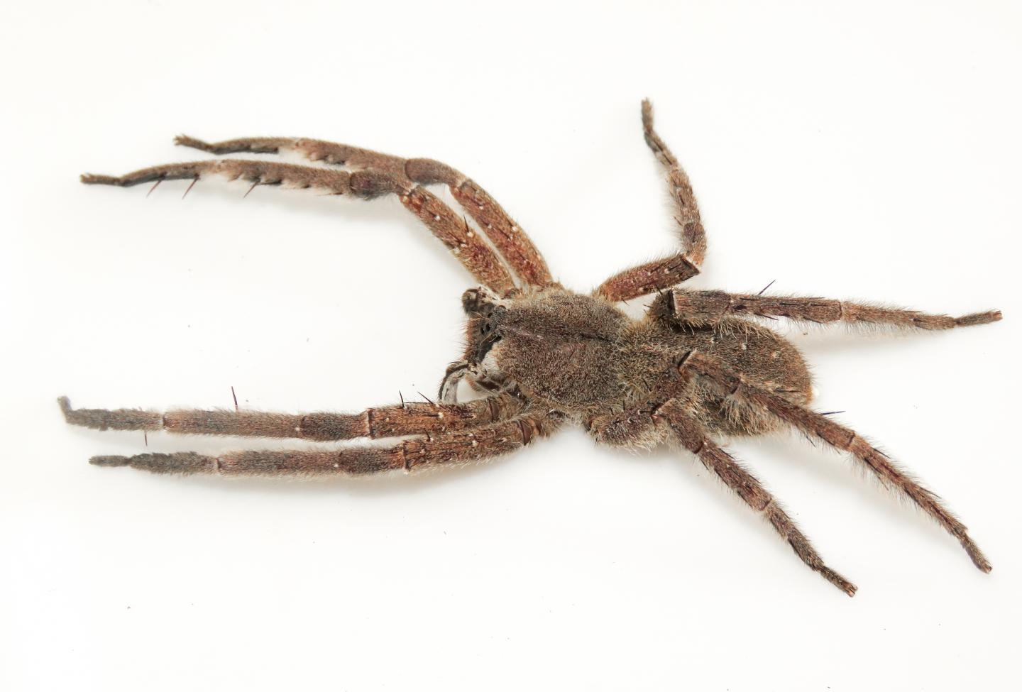 Clarifying banana spider confusion.