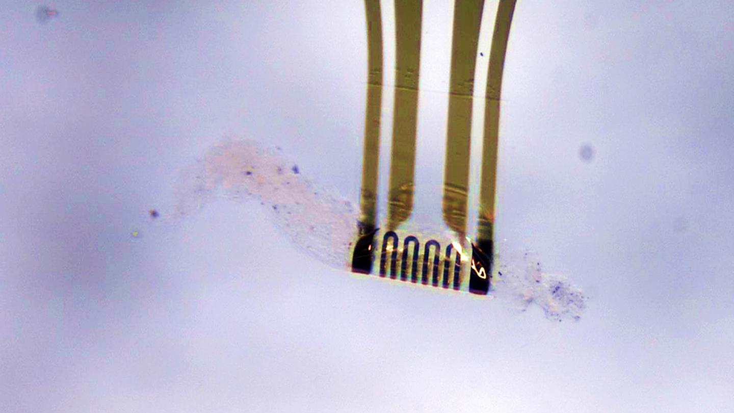 Adaptive electronics shown to be able to manipulate