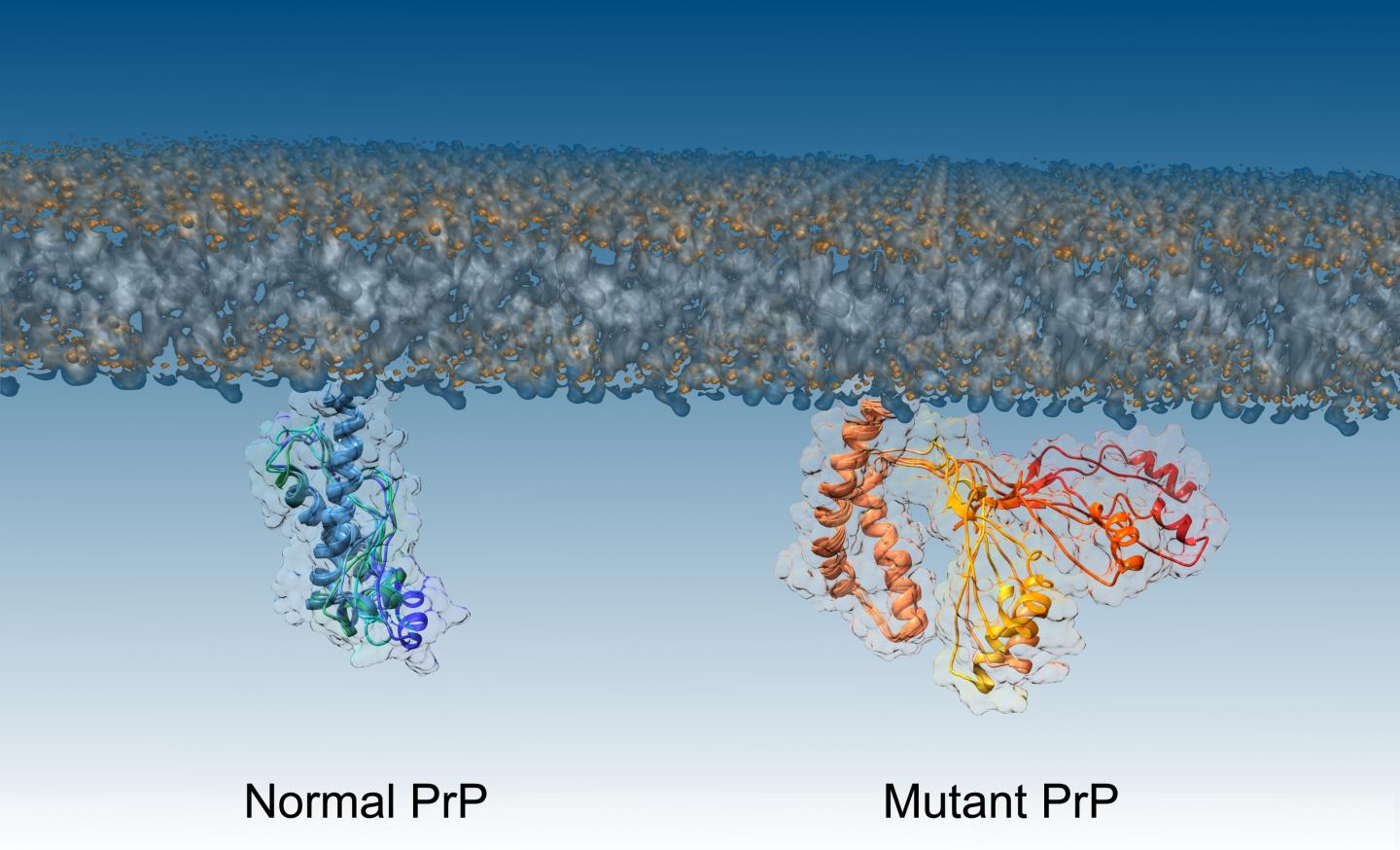 How normal proteins turn destructive.