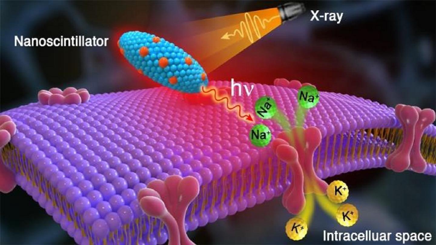 X-rays can be used to modulate neurons.