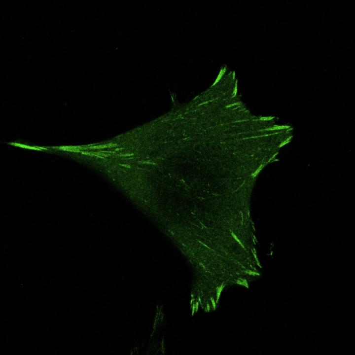 Protein ensures cells don’t slip around.