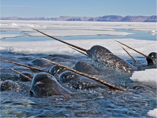 Arctic animals are showing clear effects of exposure to pollution.