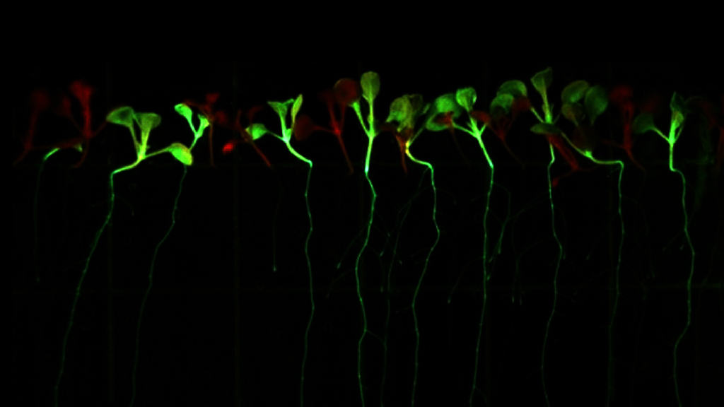 Solving a plant zinc puzzle may also solve a human malnutrition problem.