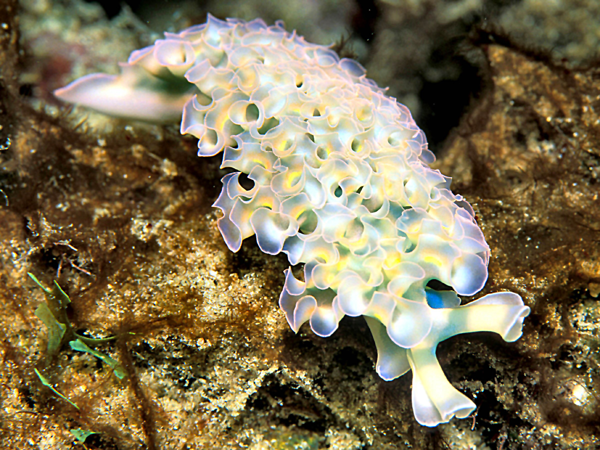 Imagine chopping off your head to regenerate your body. Meet the sea slug.