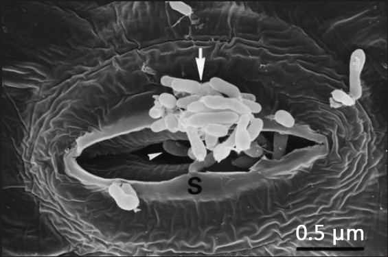 These bacteria may be useful when living on Mars.