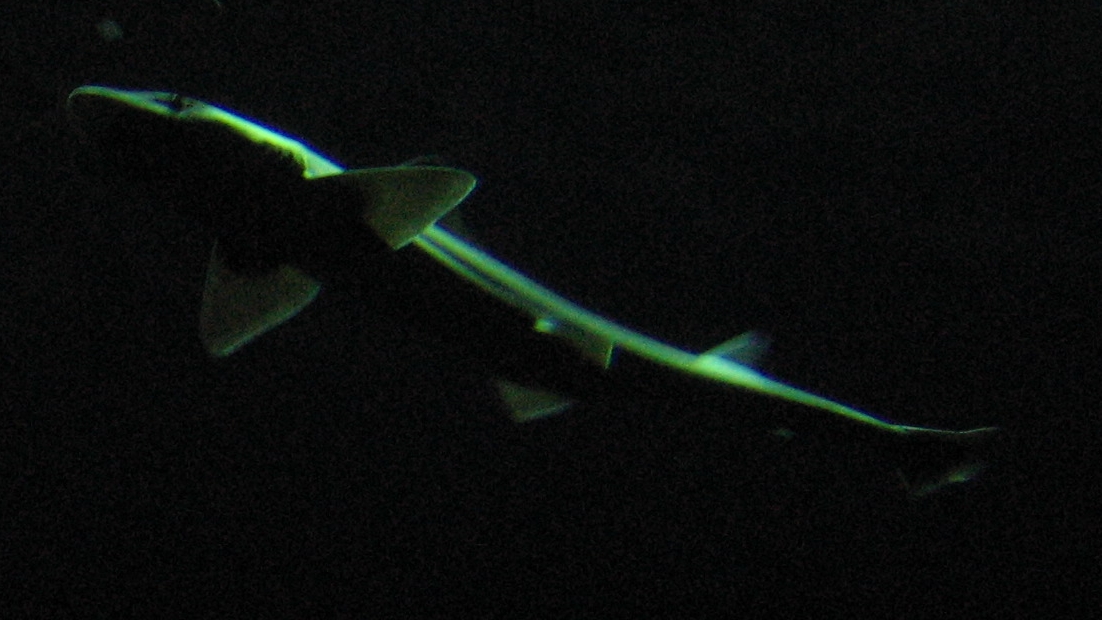 Tracking soupfin sharks will help conservation efforts.