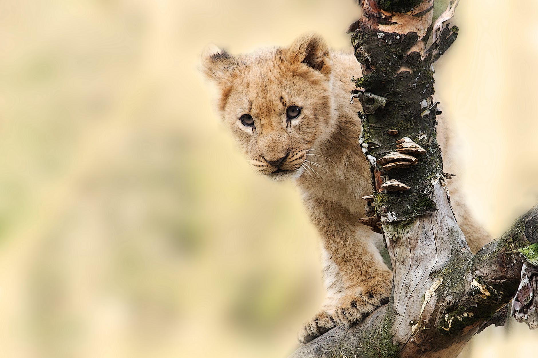 The global legal wildlife trade is a murky mess.